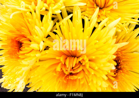 Leuchtend gelb und orange Chrysanthemen Stockfoto