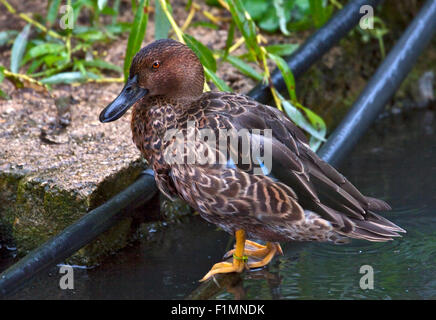 Cinnamon Teal (Anas cyanoptera) männlich in Eclipse Gefieder Stockfoto