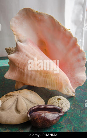 Florida Muschelsammlung Stockfoto