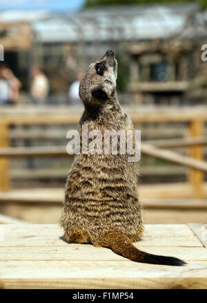 Erdmännchen (Suricata Suricatta) in Wingham Wildlife Park, Kent, England Stockfoto