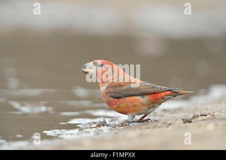 Schöne rote männliche Papageienkreuzschnabel / Kiefernkreuzschnabel ( Loxia pytyopsittacus ) trinken an einer natürlichen Pfütze, Wildtiere, Europa. Stockfoto