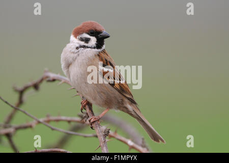 Schöner Baum-Spatz / Feldsperling (Passer Montanus) sitzt oben auf Brombeeren vor hellen farbigen Hintergrund Stockfoto