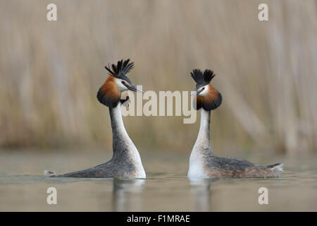 Ein paar Haubentaucher / Haubentaucher / große Haubenmeisen / Haubentaucher (Podiceps Cristatus) in Balz Stimmung. Stockfoto