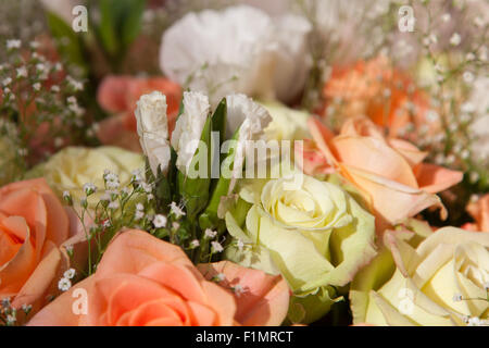 Weiße Spitzen Blüten, die nur in einem Bouquet von leichten orange und grünlich gelbe Rosen mit Babys Atem öffnen möchten. Stockfoto