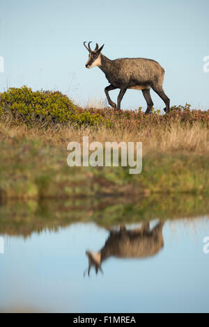 Rupicapra Rupicapra / Chamois / Alpine Chamois / Gams Spaziergänge neben einem Bergsee mit schöne Reflexion, Spiegel auf seiner Oberfläche. Stockfoto