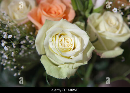 Eine zarte hellgrüne stieg in einen Strauß Rosen mit einem verschwommenen Hintergrund zu öffnen. Stockfoto