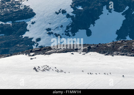 Herde von halbdomestizierten Rentieren in den Bergen. Stockfoto