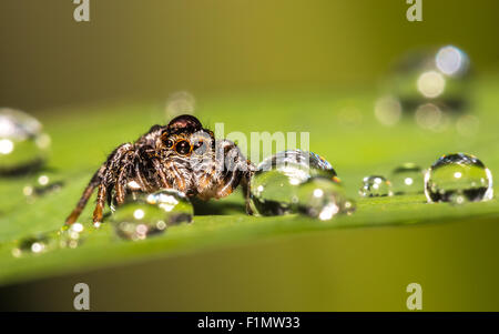 Eine Springspinne auf einem Blatt. Stockfoto