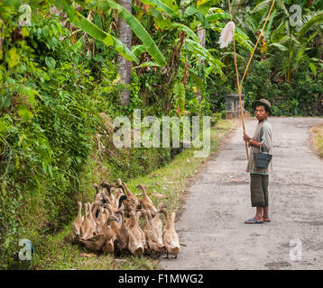 Enten in der Nähe von Candi Dasa, Bali, Ostindonesien getrieben wird. Stockfoto