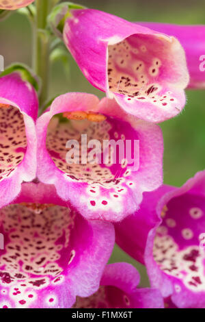 Eine Nahaufnahme von Blumen aus einer Pflanze Fingerhut, Digitalis Purpurea, wächst in einem Garten in St. Albert, Alberta, Kanada Stockfoto