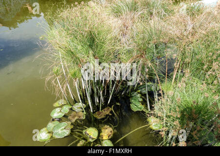 Papyrus-Segge, Papier Reed, indische Matten Pflanze, Nil Rasen, Cyperus Papyrus, im Teich in Malaga, Spanien. Stockfoto