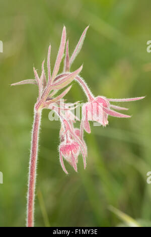 Prairie Rauch Blumen, Geum Triflorum, wächst in einer Bergseite Wiese in Waterton Lakes Nationalpark, Alberta, Kanada Stockfoto