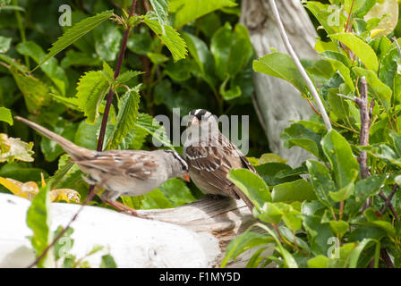 Ein paar weiße – gekrönten Spatzen, Zonotrichia Leucophrys stehend auf Treibholz in Waterton Lakes Nationalpark, Alberta, Kanada Stockfoto