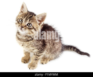 Gestreifte Katze isoliert auf weißem Hintergrund. Gestreifte nicht reinrassigen Kätzchen. Stockfoto