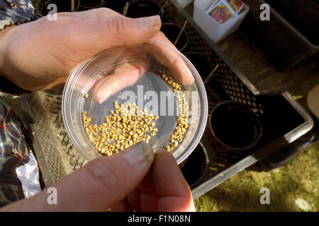 Hände halten Samen in Plastikschüssel Stockfoto