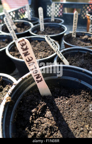 Kunststoffbehälter für die Bepflanzung Fenchel im Garten Stockfoto