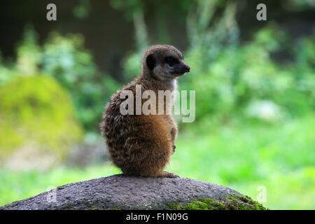 Erdmännchen auch bekannt als Suricate in der Natur Stockfoto