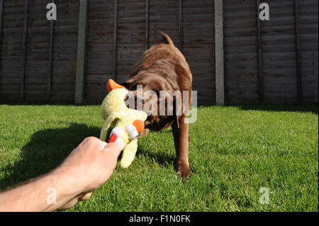 Hund-Schlepper Stockfoto