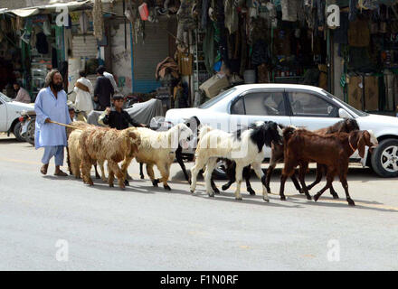 Anbieter eine Herde zu fahren, da er Opfer Schafe und Ziegen zum Geldverdienen anlässlich Eid-Ul-Azha kommt voran, Freitag, 4. September 2015 durch die Straße in Quetta Weitergabe verkaufen. Stockfoto