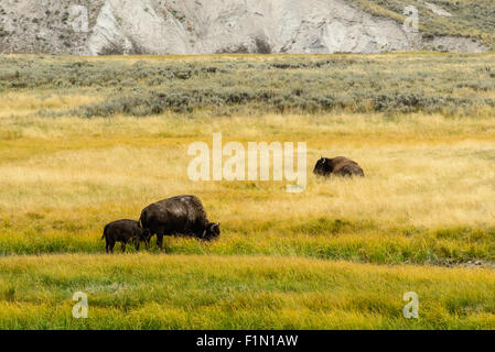 Bilder des Büffels Herde von Hayden Valley, im Yellowstone-Nationalpark, WY. Stockfoto