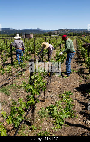 Weingut Arbeiter, beschneiden Weinreben, beschneiden Weinreben, Reben, Wein Weinberg, Weinberg, Weingut, Kaminecke, Rutherford, Napa Valley, Kalifornien Stockfoto