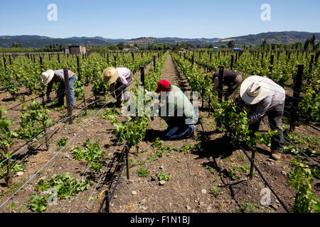 Weingut Arbeiter, beschneiden Weinreben, beschneiden Weinreben, Reben, Wein Weinberg, Weinberg, Weingut, Kaminecke, Rutherford, Napa Valley, Kalifornien Stockfoto