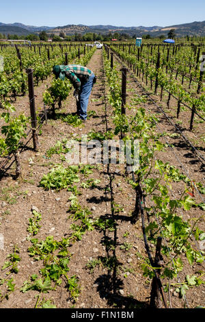 Weingut Arbeiter, beschneiden Weinreben, beschneiden Weinreben, Reben, Wein Weinberg, Weinberg, Weingut, Kaminecke, Rutherford, Napa Valley, Kalifornien Stockfoto