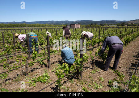 Weingut Arbeiter, beschneiden Weinreben, beschneiden Weinreben, Reben, Wein Weinberg, Weinberg, Weingut, Kaminecke, Rutherford, Napa Valley, Kalifornien Stockfoto