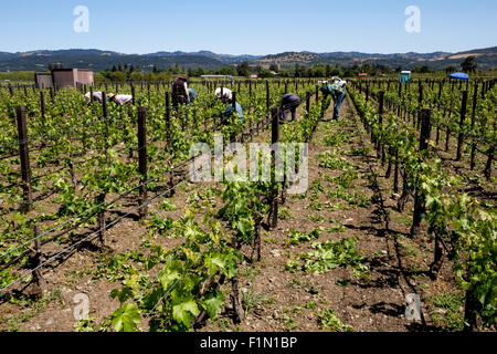 Weingut Arbeiter, beschneiden Weinreben, beschneiden Weinreben, Reben, Wein Weinberg, Weinberg, Weingut, Kaminecke, Rutherford, Napa Valley, Kalifornien Stockfoto