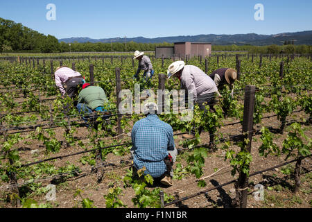 Weingut Arbeiter, beschneiden Weinreben, beschneiden Weinreben, Reben, Wein Weinberg, Weinberg, Weingut, Kaminecke, Rutherford, Napa Valley, Kalifornien Stockfoto