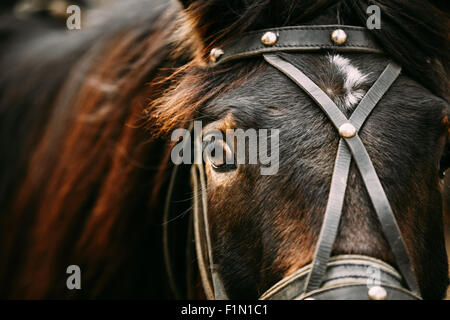 Nahaufnahme eines arabischen Bay Horse - sehr flachen Bereich der Tiefe Stockfoto
