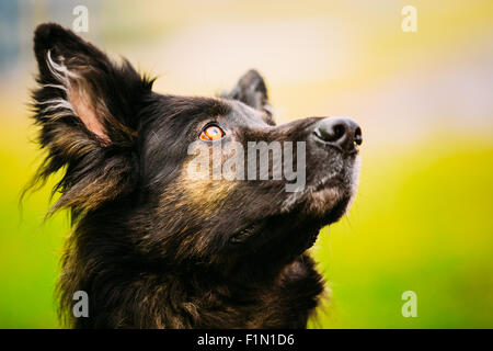 Schwarzer Deutscher Schäferhund. Close Up Portrait auf grünem Hintergrund Stockfoto