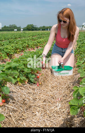 Erdbeeren pflücken Stockfoto