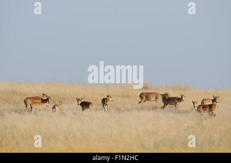 Wilde Saiga-Antilopen im Sommer morgens steppe Stockfoto