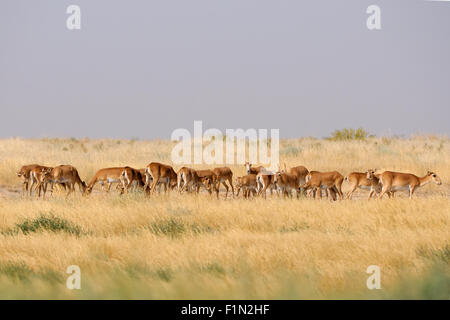 Wilde Saiga-Antilopen im Sommer morgens steppe Stockfoto