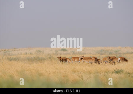 Wilde Saiga-Antilopen im Sommer morgens steppe Stockfoto