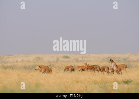 Wilde Saiga-Antilopen im Sommer morgens steppe Stockfoto