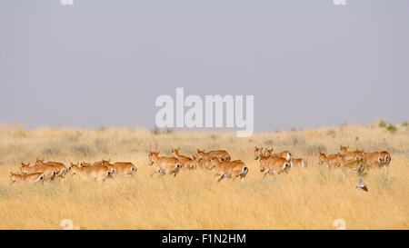 Wilde Saiga-Antilopen im Sommer morgens steppe Stockfoto