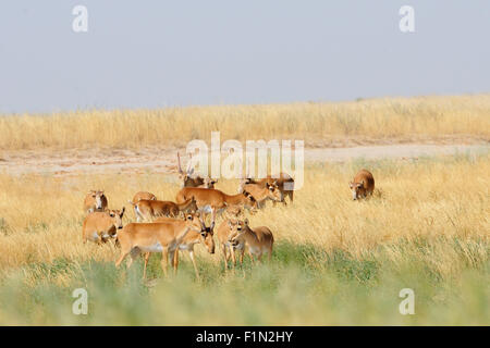 Wilde Saiga-Antilopen im Sommer morgens steppe Stockfoto