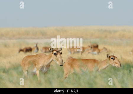 Wilde Saiga-Antilopen im Sommer morgens steppe Stockfoto