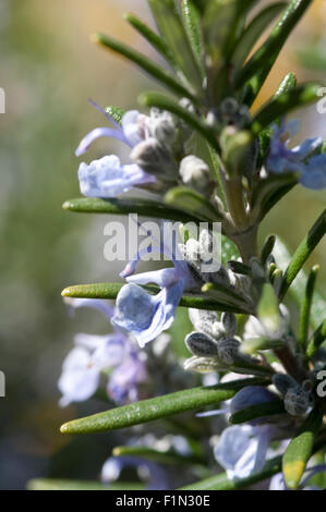 Rosmarin-Pflanze im Garten Stockfoto
