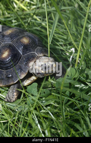 gelbe footed Schildkröte im Garten Chelonoidis Verbreitungsgebiet Stockfoto