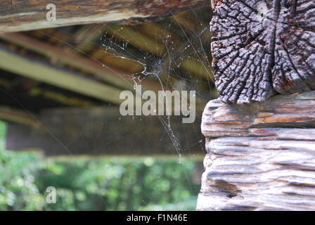 Eine Nahaufnahme von einem Spinnennetz von einem Holzbalken auf einem Vintage Holz Scheune hängen. Stockfoto