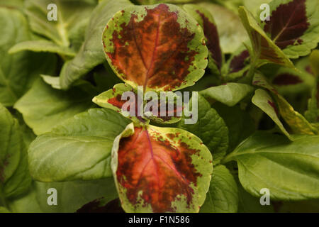 Schließen Sie herauf Bild der gemalten Brennnessel Pflanzen coleus Stockfoto