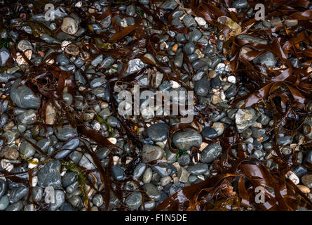 Nass und glänzend Kieselsteinen und Algen am Strand Pembrokeshire. Stockfoto