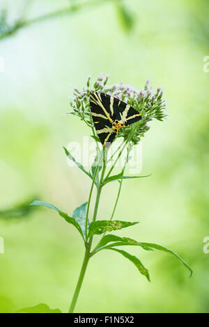 Nahaufnahme von einem Jersey Tiger Schmetterling, Euplagia Quadripunctari, eine Blume Nektar ernähren. Dies ist ein ein Tag fliegen Motten Stockfoto