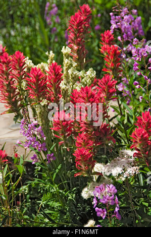 Castilleja Purpurea, Prairie Pinsel, Downy Indian Paintbrush, Penstemon, im Garten Einstellung Stockfoto