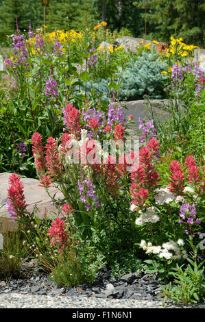 Castilleja Purpurea, Prairie Pinsel, Downy Indian Paintbrush, Penstemon, im Garten Einstellung Stockfoto