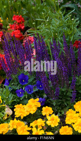 Salvia Nemorosa ' Caradonna mit Stiefmütterchen und Ringelblume und Geranium, Shasta Daisy im Keim zu ersticken Stockfoto