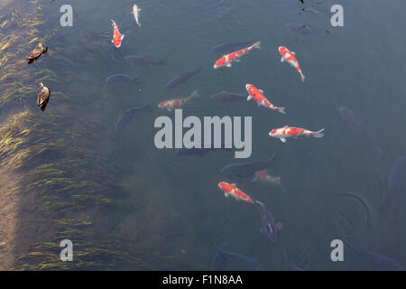 schwarz, orange und weiß Coi Fisch in ruhiger Fluss mit Enten Stockfoto